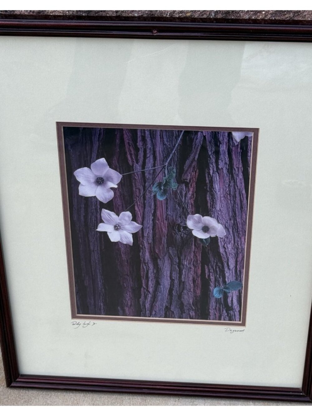 Dogwood Rodney Lough Jr Wilderness Collection Landscape Photography 21.25x 17.25